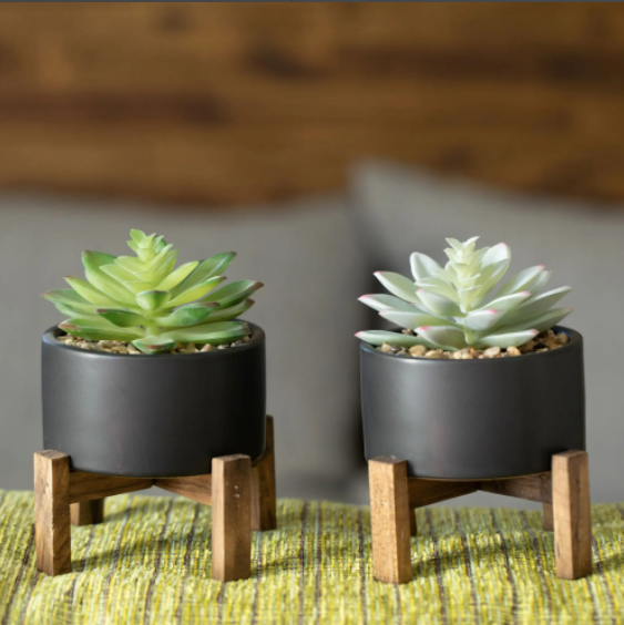 2 potted succulents Set of (2) Potted Succulents – Totem Interiors