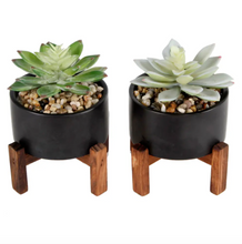 Load image into Gallery viewer, Set of (2) Potted Succulents
