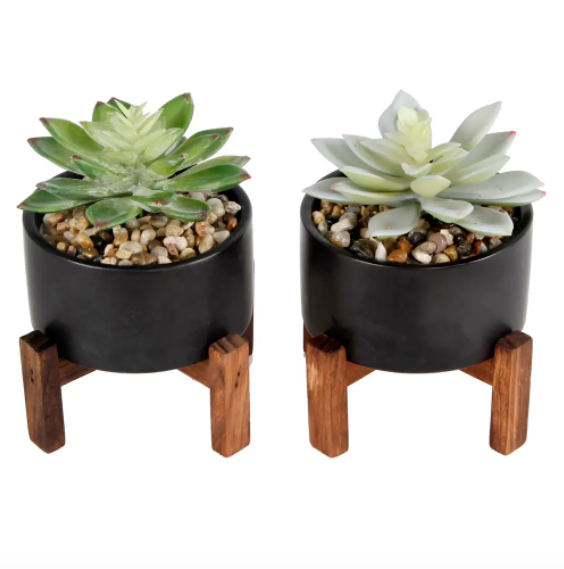 2 potted succulents Set of (2) Potted Succulents – Totem Interiors
