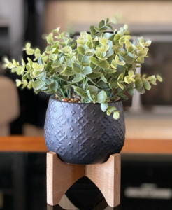 Potted Eucalyptus